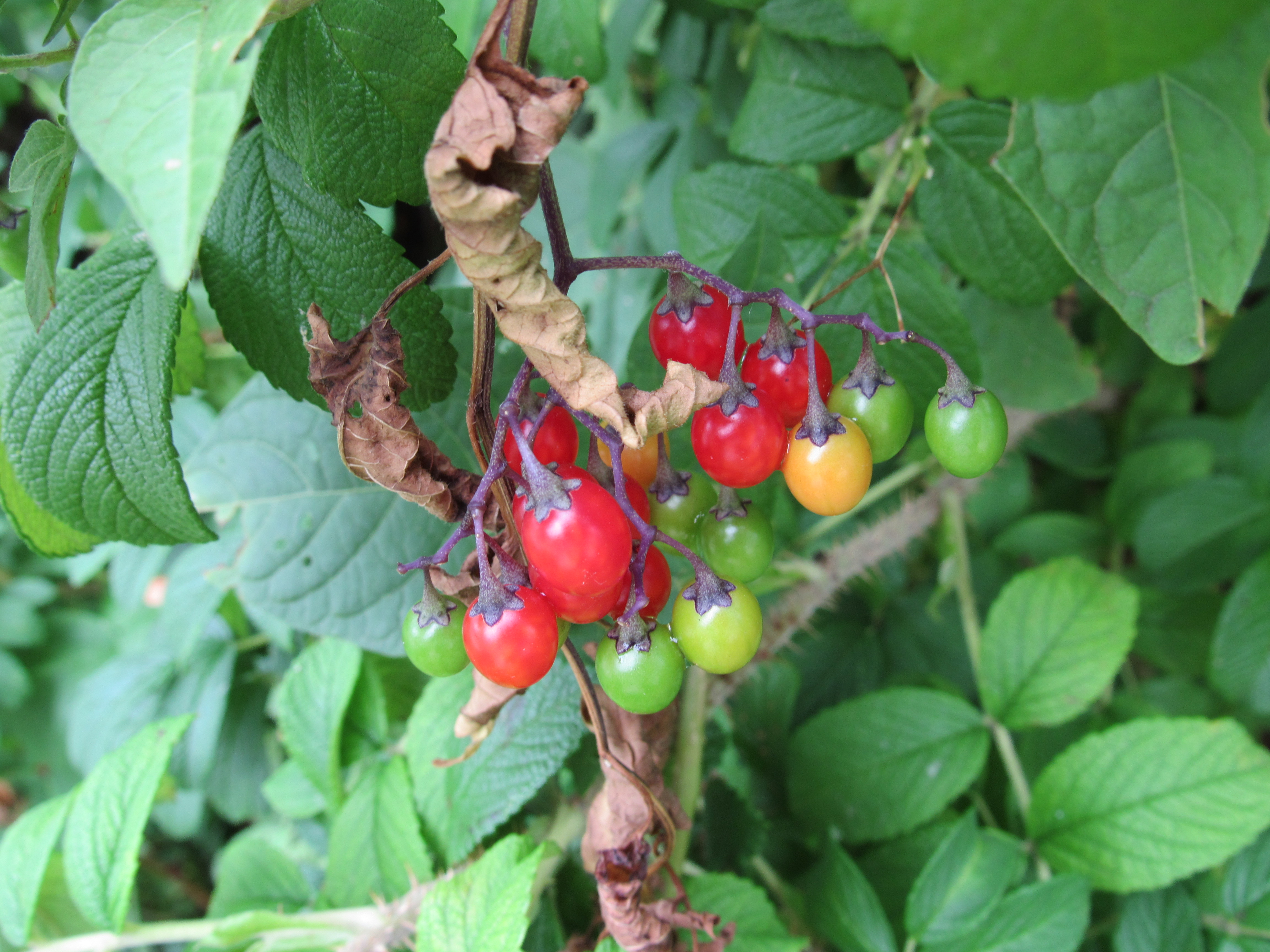 Changing Berries