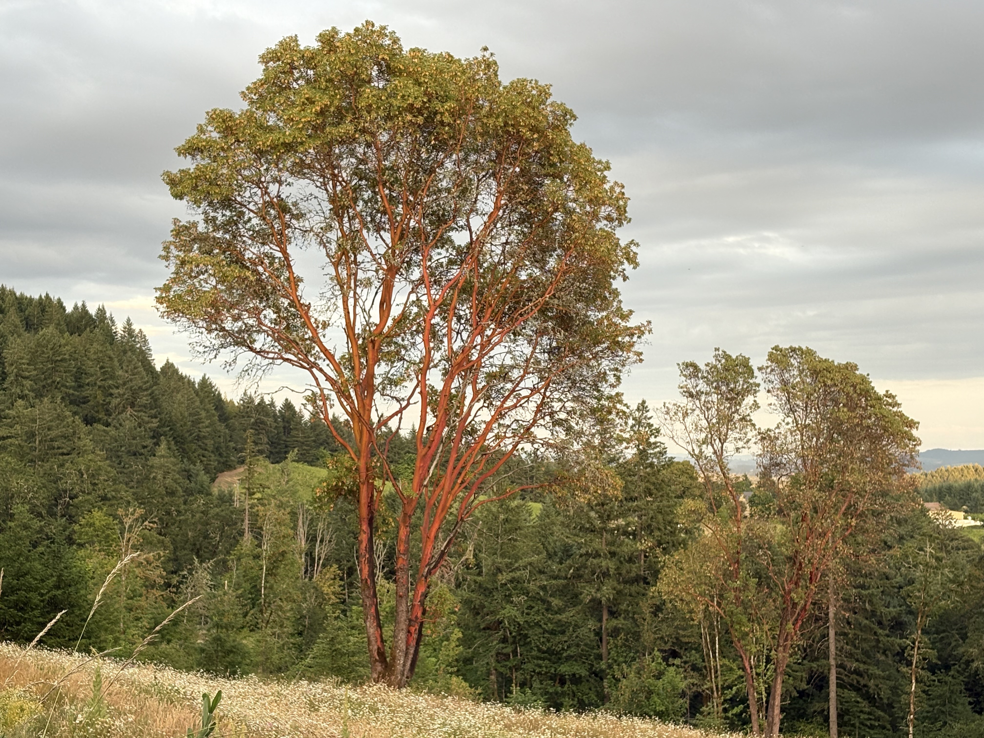 Discover the Pacific Madrone: Beauty in Forest Grove, OR